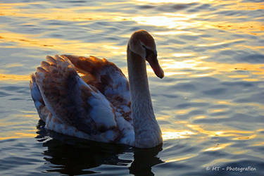 young swan in romantic evening light