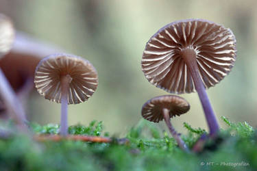 mushroom family by MT-Photografien