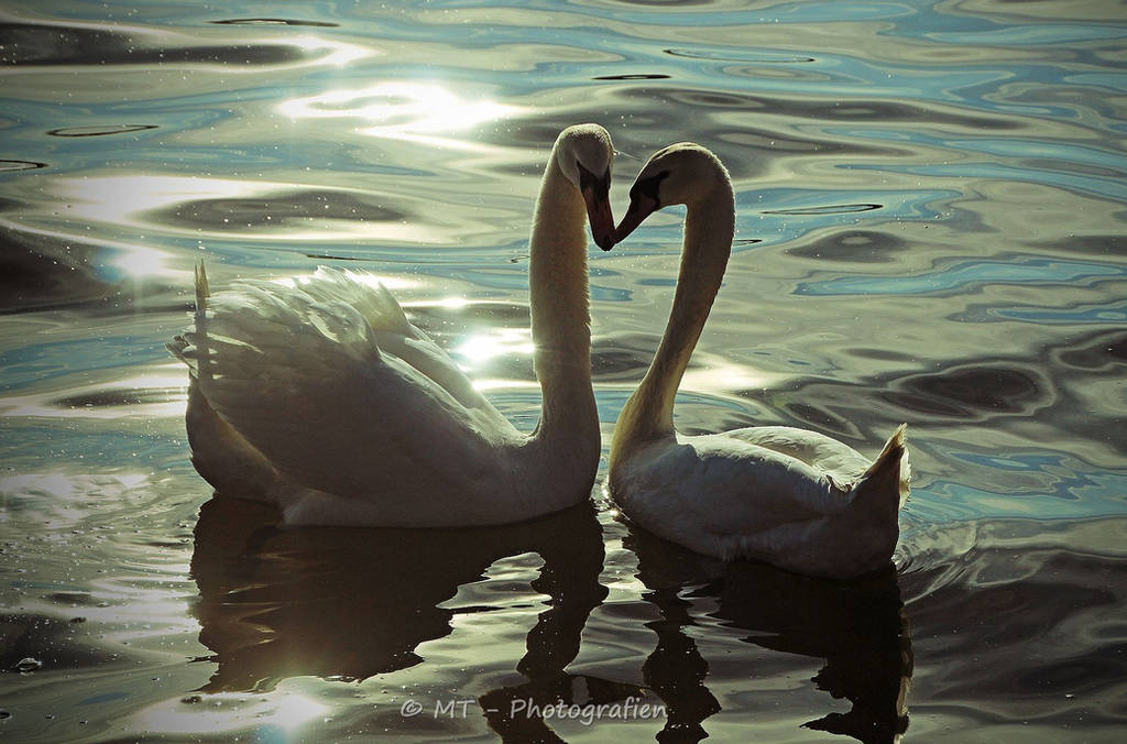 Happy Valentines Day 2018 by MT-Photografien