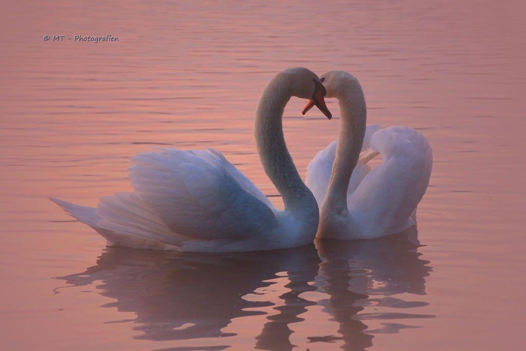 spring feelings in the evening light