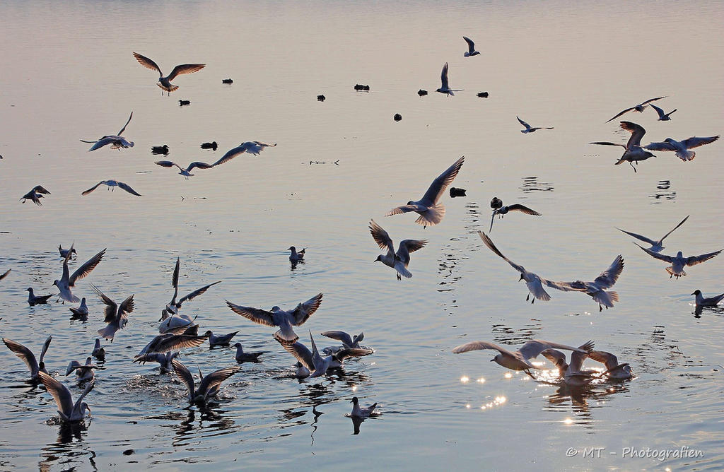 gulls look by MT-Photografien