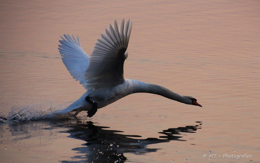 the water runner by MT-Photografien