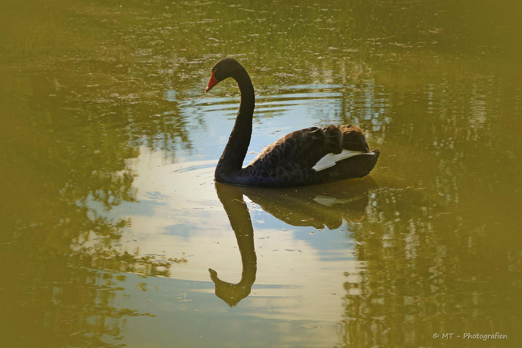 black swan in bright light by MT-Photografien
