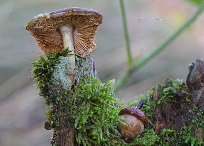 small beauties in the forest