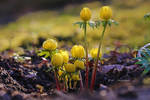 small beauties in winter by MT-Photografien