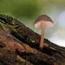 autumn mushrooms 3