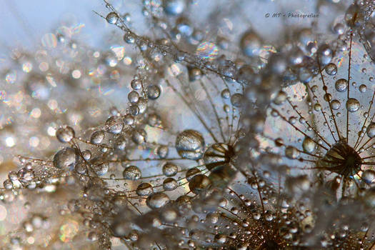 drops of water pearl on the dandelion