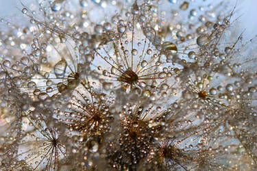 drops of water pearl on the dandelion 2