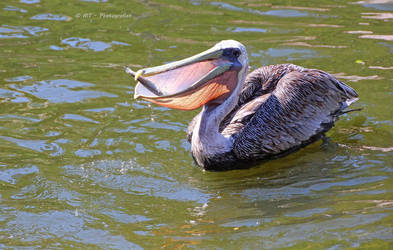 pelican with fish