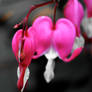 BLeeding Hearts