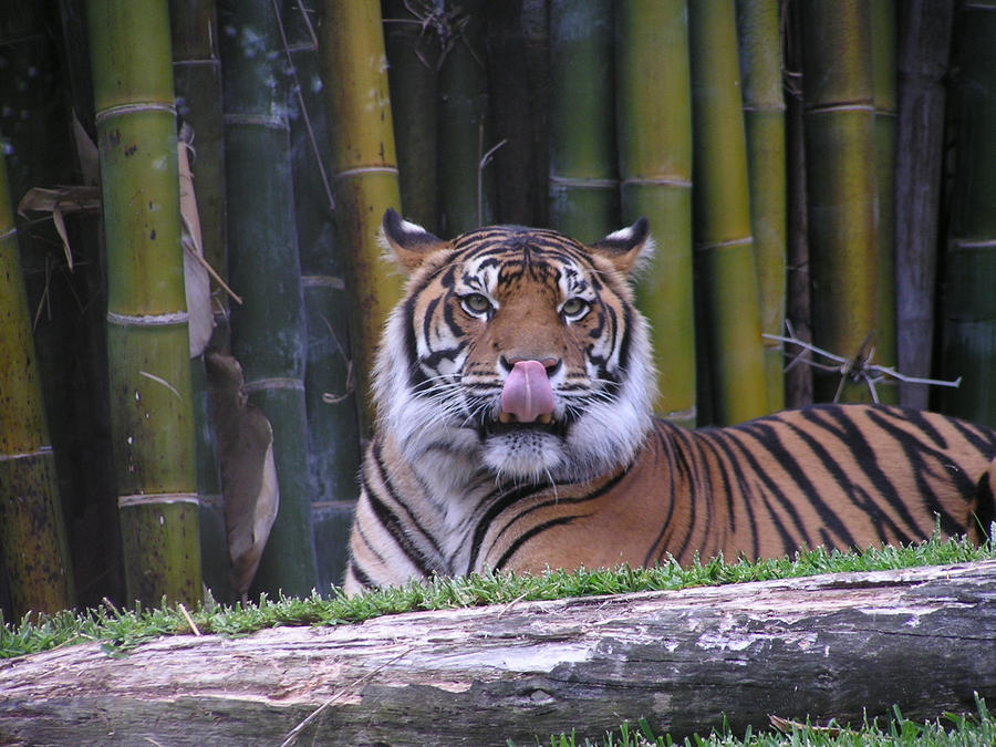 Tongue out tiger