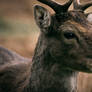 Deer - close up