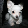 Chihuahua in the kitty cave