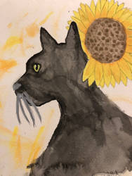 Black cat with sunflower