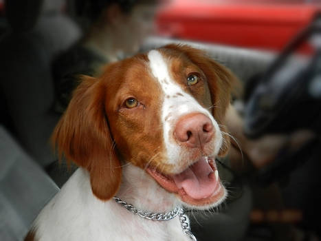 Sierra at the Dog Show