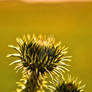 A lone thistle