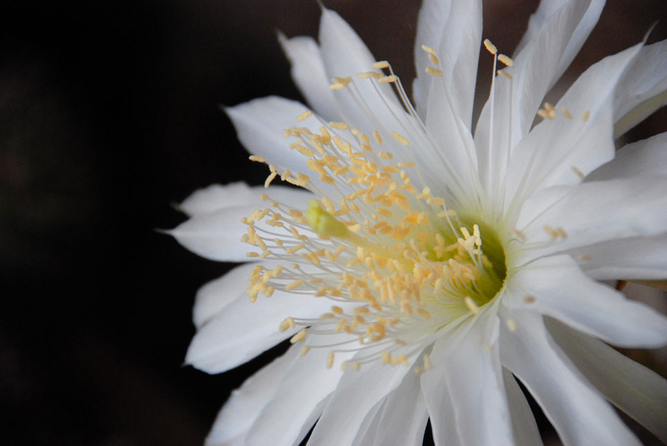 Cactus flower