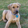 Atticus