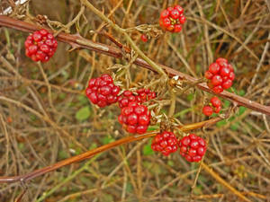 Raspberries