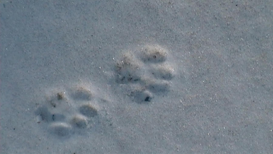cat tracks by Scarlet57 on DeviantArt
