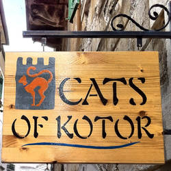 Cats of Kotor-1
