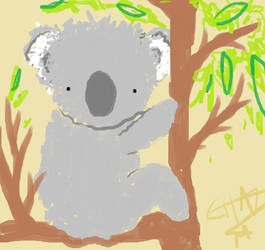 koala