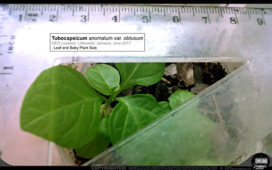 Tubocapsicum anomalum var. obtusum