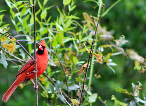 The Majestic Red Cardinal in its full glory