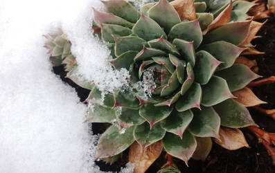 Houseleek in the snow...sempervivum=forever alive!