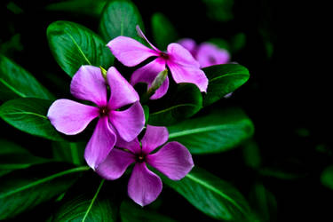 Purple Oleander Flowers