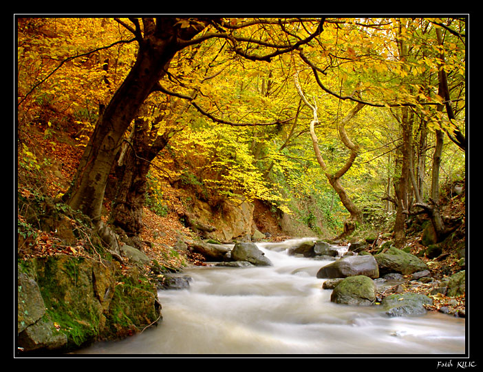 Autumn Beauty