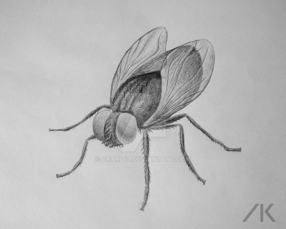 Fly Pencil Drawing By AKarl47 On DeviantArt fly-pencil-drawing-by-akarl47-on-deviantart
