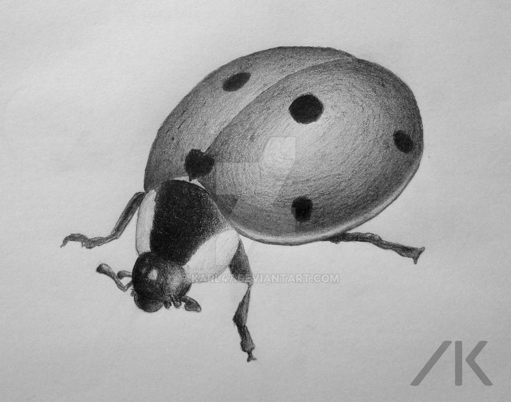 Shutterbug Drawing Ladybug pencil drawing by AKarl47 on DeviantArt