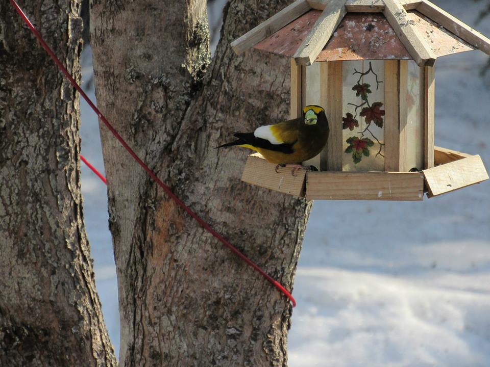 Evening Grosbeak