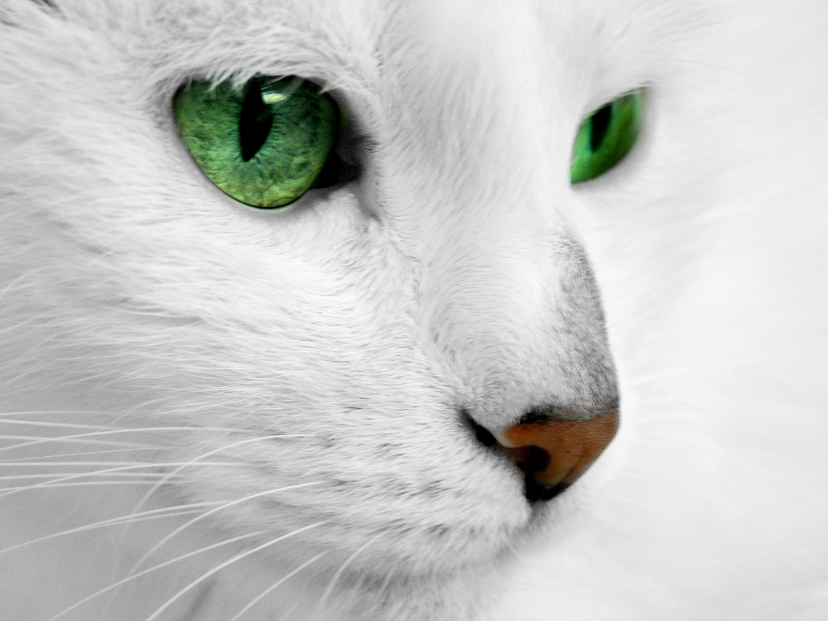 White cat with green eyes by ReconReno on DeviantArt
