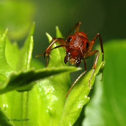 Red ant