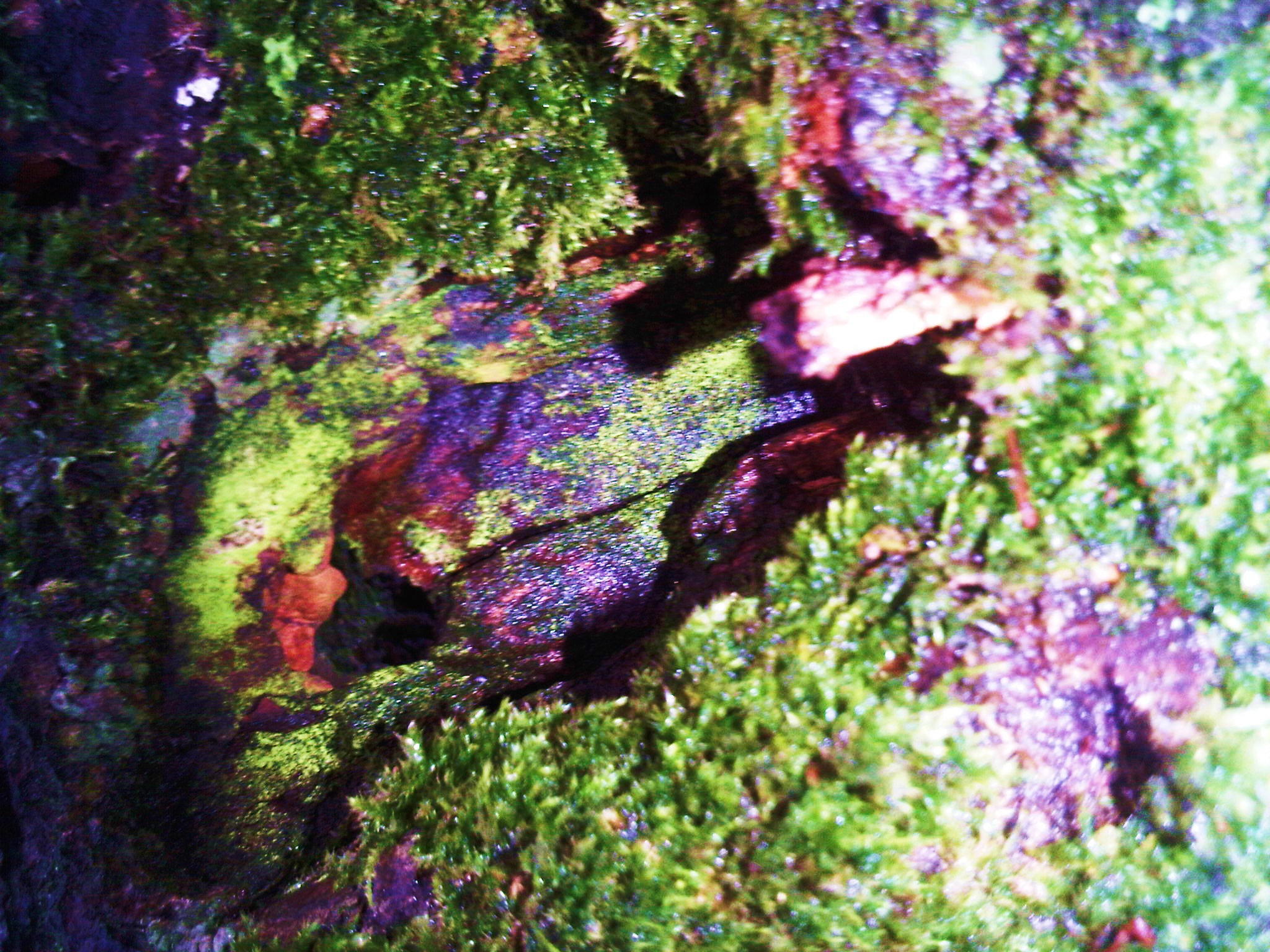 Mossy log