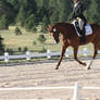 Dressage Stock 1