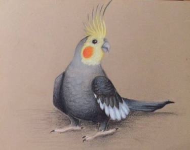 Cockatiel 