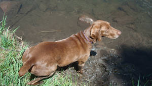 Hershey Loves Fishing