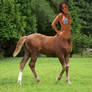Centaur filly