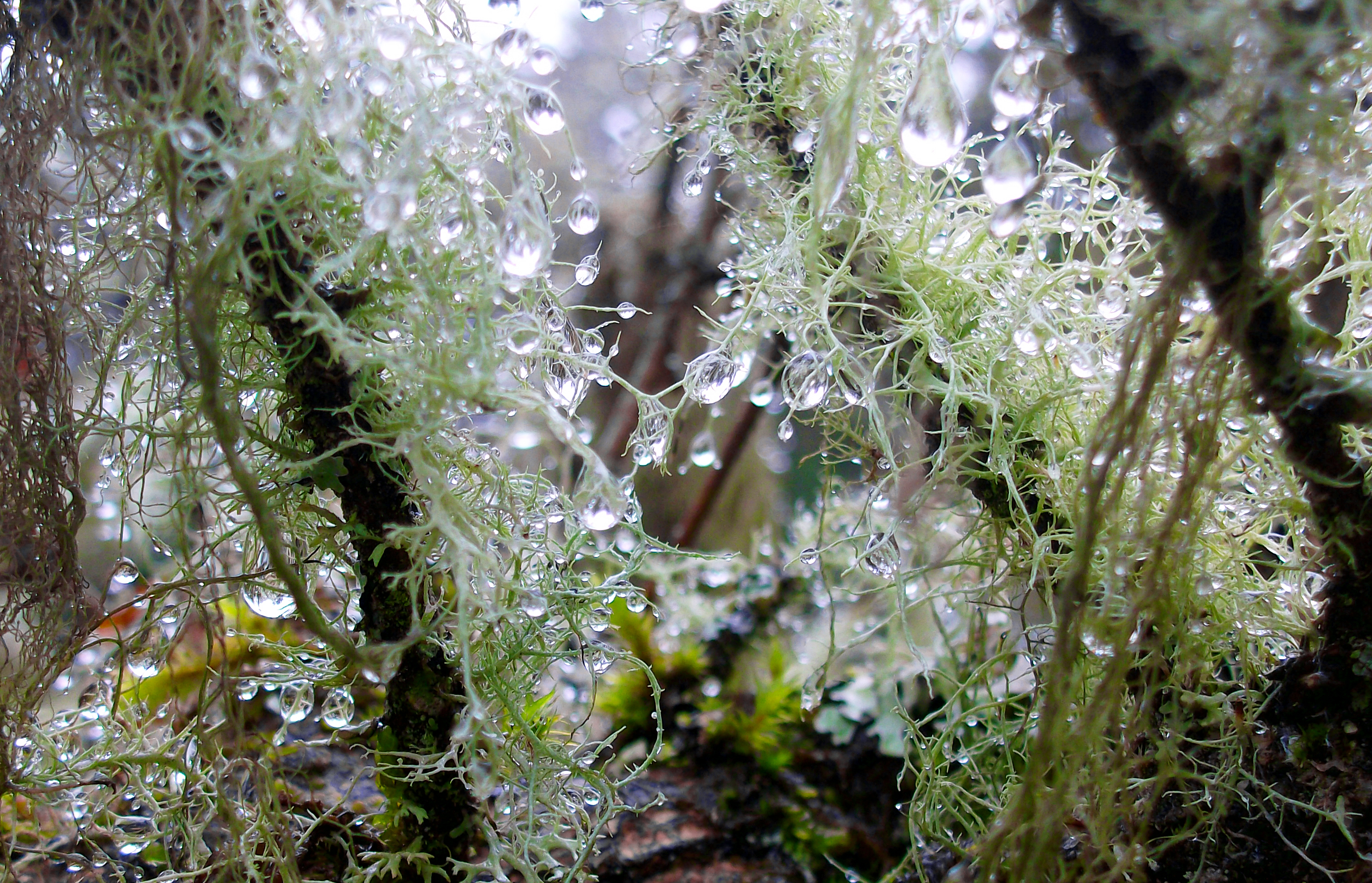 Lichen Gems