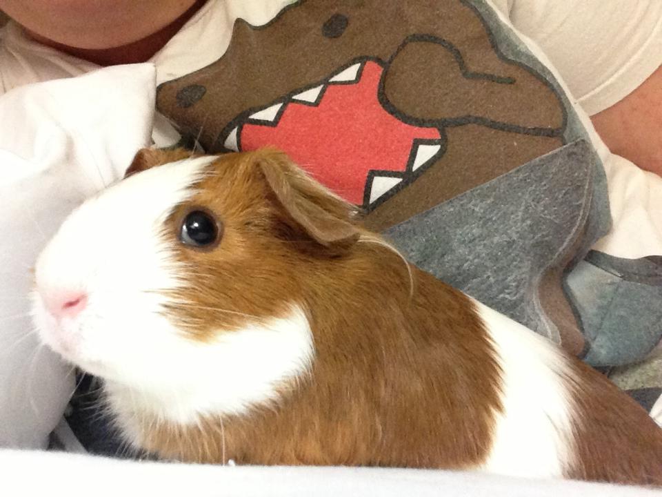 Domo Nommin on Piggy