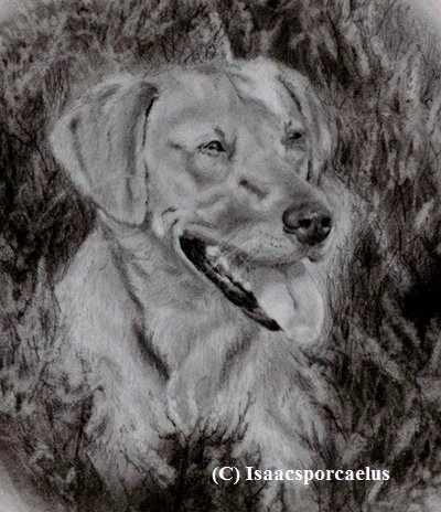 Yellow Labrador in Field of Heather