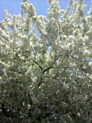 Bloomed Flowers