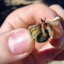 Hermit Crab