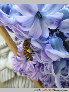 bee...Apis mellifera - blue