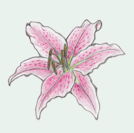 pencil drawings of tiger lilies