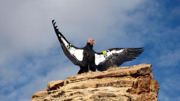 Number 33 - Californian Condor