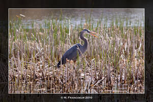 Great Blue Heron